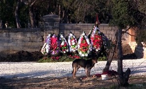 К могиле Януковича-младшего на цепь посадили собаку 