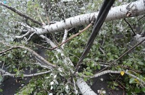 Ураган на Волыни повалил 50 деревьев и травмировал 7 человек – ГСЧС