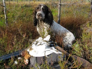В Одесской области собака из ружья подстрелила своего хозяина