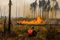 Лес под Киевом подожгли умышленно – ГСЧС