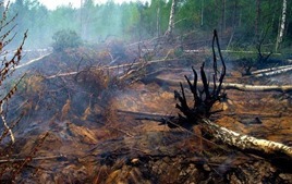 В Киевской области продолжают гореть 15 га торфяников
